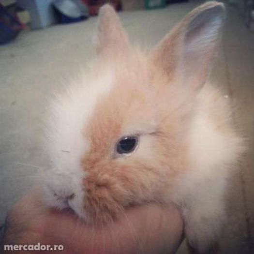 18222945_2_644x461 - Animalutele mele