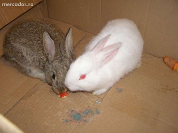 19931563_1_644x461_2 - Animalutele mele