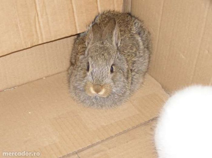 19931563_3_644x461_2 - Animalutele mele