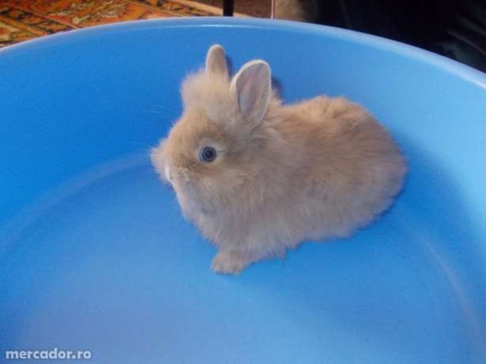 21431309_4_644x461 - Animalutele mele