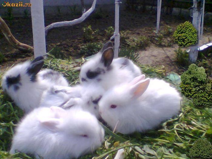 619593997536003655908203-5842452-700_700 - Animalutele mele