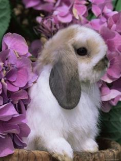 2765 - Animalutele mele