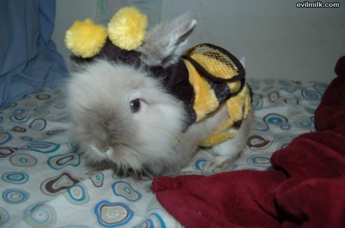 Cute_Little_Bunny - Animalutele mele