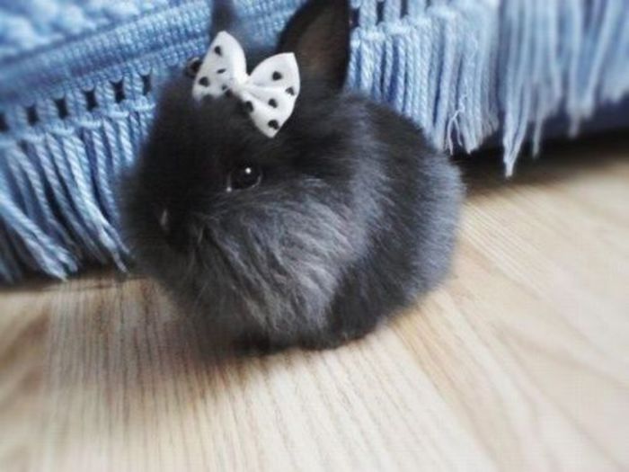do-not-aww-19 - Animalutele mele