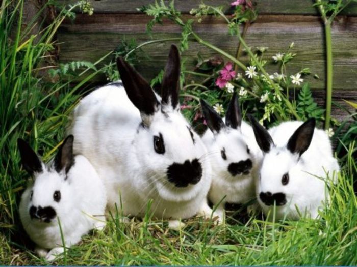 iepurasi - Animalutele mele
