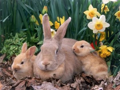Palomino_Rabbits - Animalutele mele