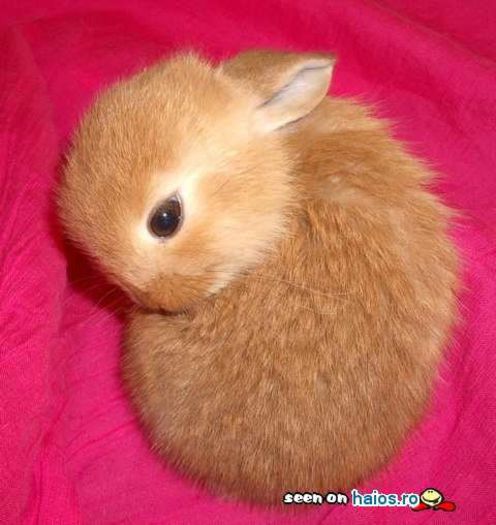 06614190012086127304809f77aa17be129437818 - Animalutele mele