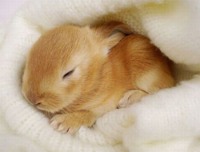 very_little_rabbit - Animalutele mele