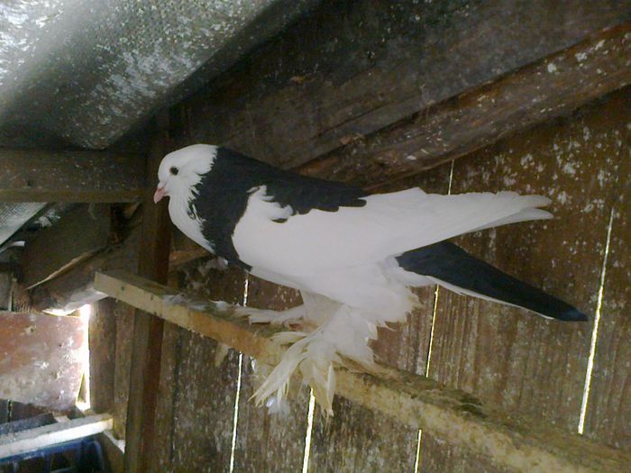 Photo0341 - gusati de pomerania