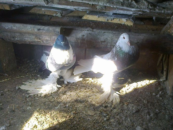 Photo0347 - gusati de pomerania