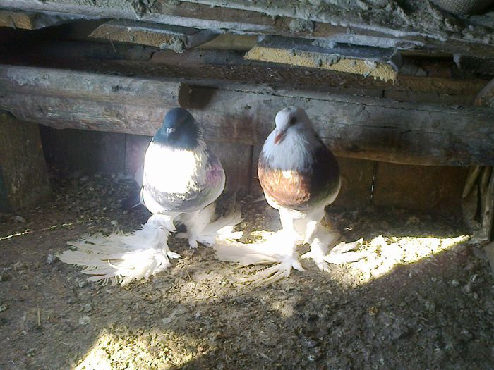 Photo0348 - gusati de pomerania