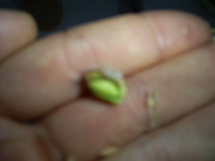 S5039563 - Germinarea semintelor fara ghivece
