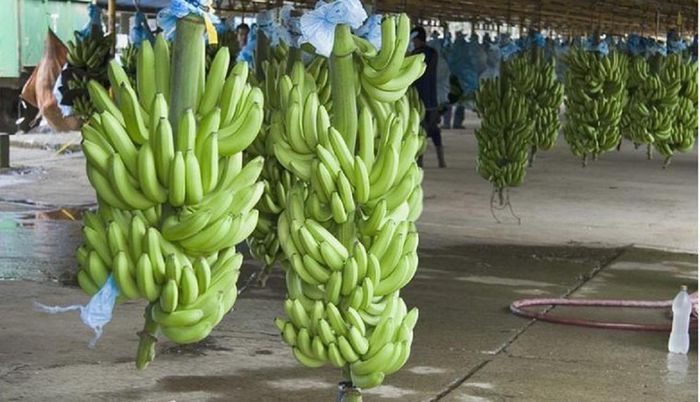 23 - ALEGETI-VA O POZA LIBERA CU FRUCTUL BANANA