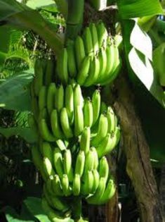 27 - ALEGETI-VA O POZA LIBERA CU FRUCTUL BANANA