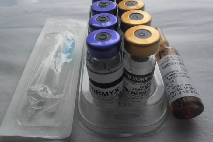 SAM_1973; pregatire pentru vacin
