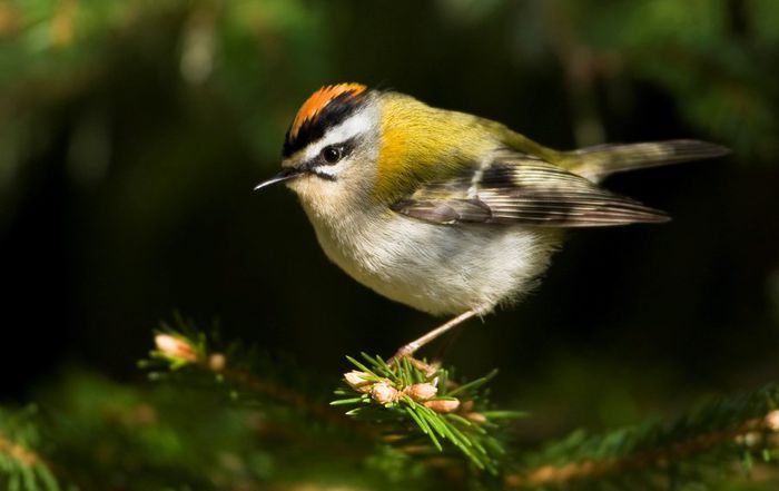 Aușel sprâncenat; (Regulus ignicapilla)
