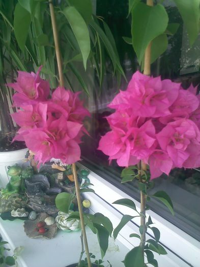 Pagoda Pink
