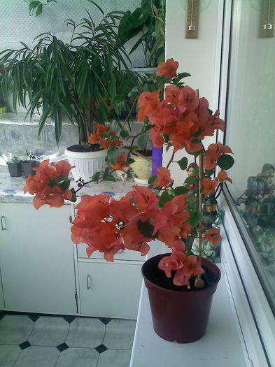 Rosenka
