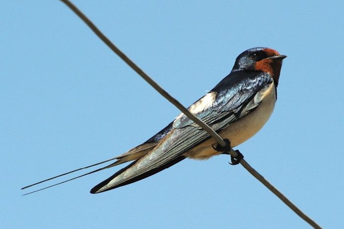 Rindunica; (Hirundo rustica)
