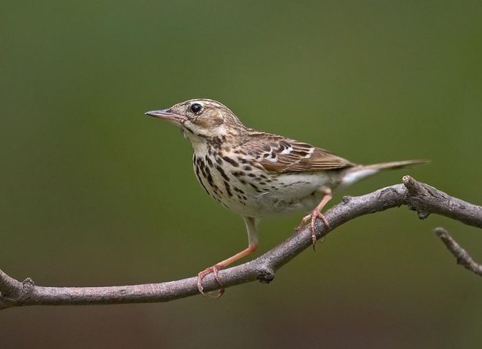 Fâsă de pădure; (Anthus trivialis)
