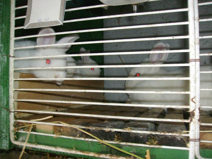 mai avem putin si ne separam de mama - Cuiburi de Neozeelandez