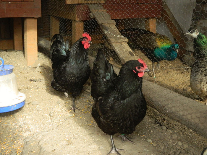 aus 012 - 03 AUSTRALORP negru