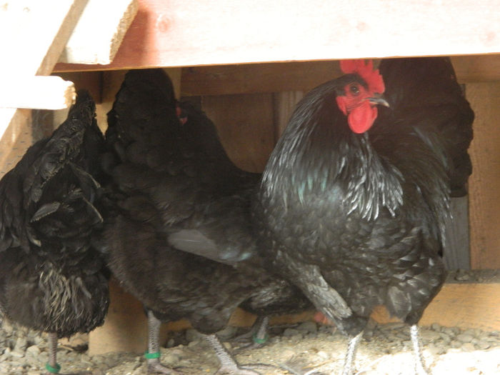 aus 019 - 03 AUSTRALORP negru