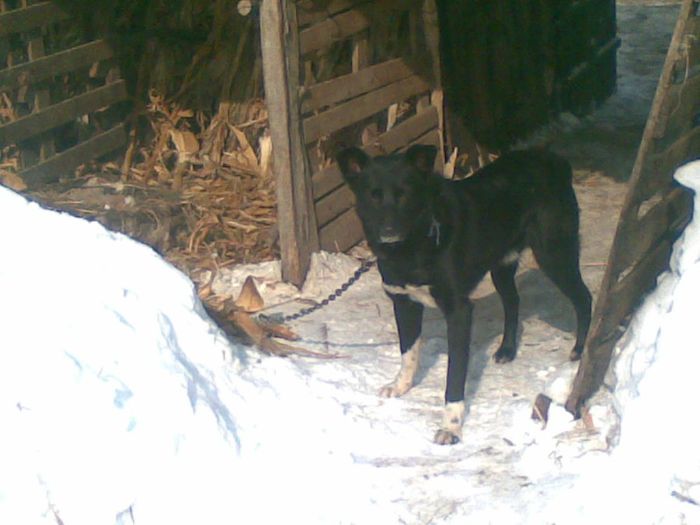 cainele meu cristi are 2 ani - paza porumbeilor