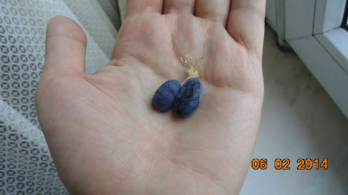 Fructe coapte - 06.II.2014 - Lonicera albastra - soiul Nimfa
