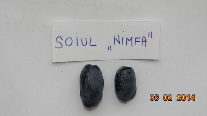 Soiul Nimfa - Lonicera albastra - soiul Nimfa