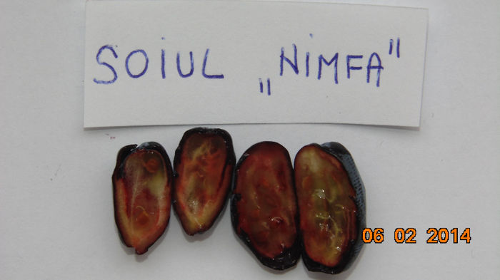 Sectiune fruct - Lonicera albastra - soiul Nimfa