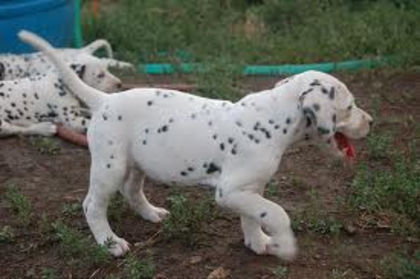 Caine Dalmatian - Caini Dalmatieni