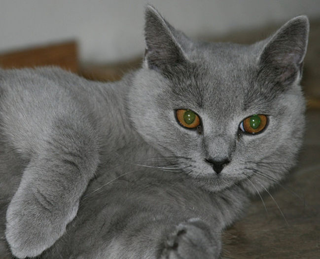 pisica-de-rasa-chartreux