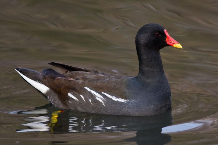 Găinușă de baltă; (Gallinula chloropus)
