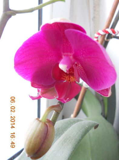DSCN4469 - Orhidee 2011-2012-2013-2014-2015-2016