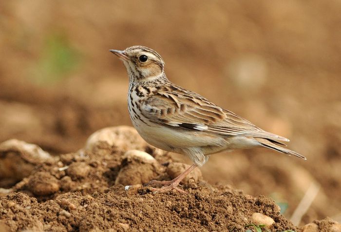 Ciocârlie de pădure; (Lullula arborea)
