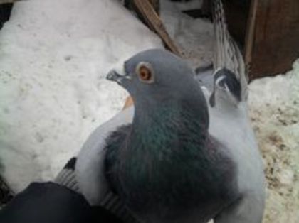 95310615_SIDZQKQ3 - voiajori