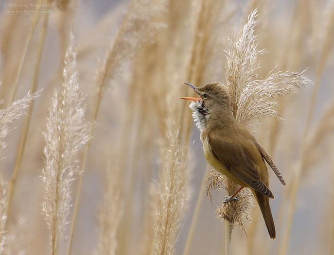 Lăcar mare; (Acrocephalus arundinaceus)
