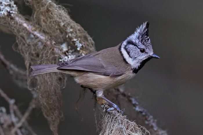 Pițigoi moțat; (Parus cristatus)
