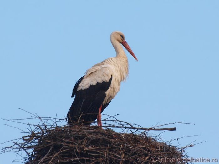 Barza alba; ( Ciconia ciconia )
