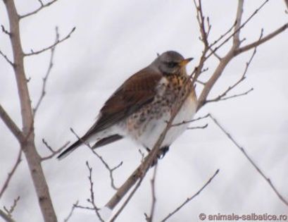 Cocosarul; ( Turdus pilaris )
