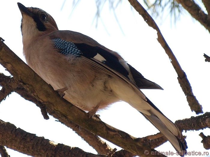 Gaita; ( Garrulus glandarius )
