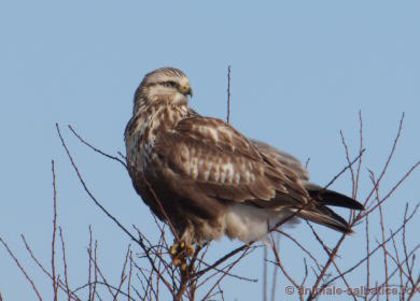 Sorecarul incaltat; ( Buteo Lagopus )
