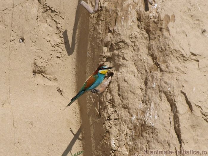 Prigoria; ( Merops apiaster )
