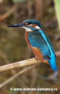Pescarusul albastru; ( Alcedo atthis )

