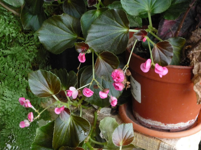 Begonia - Primele flori - 2014