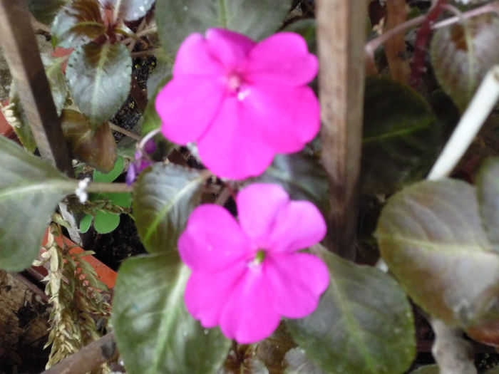 Impatiens