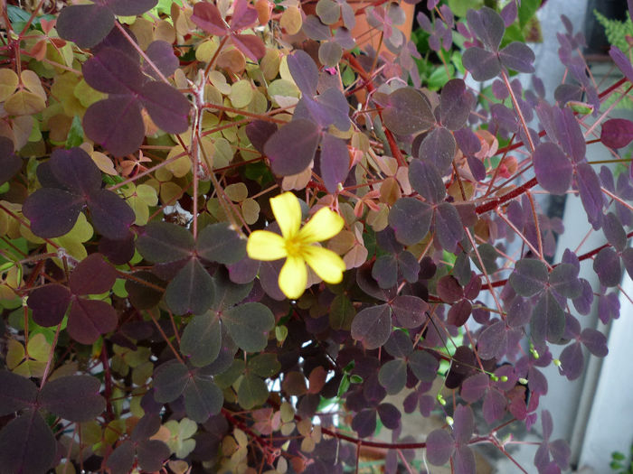 Oxalis