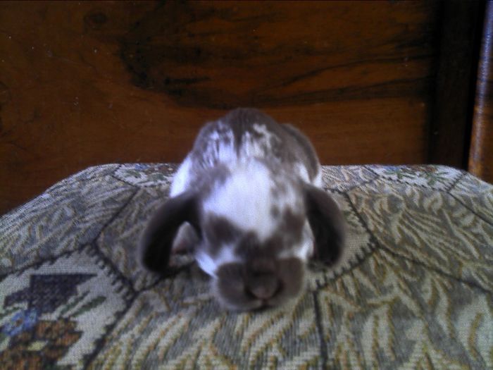 cel mai mic berbecut