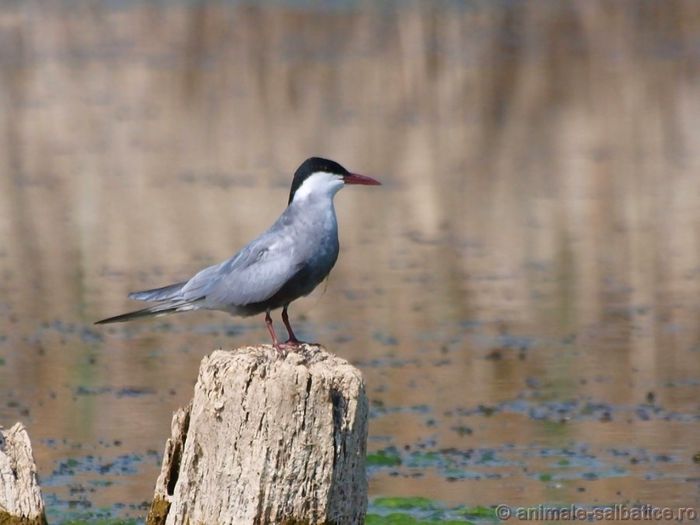 Chirighita cu obraz alb; ( Chlidonias hybridus )
